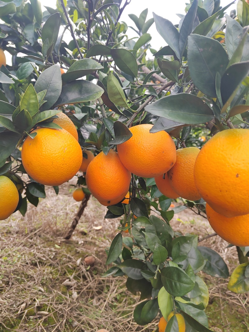 脐橙