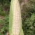 甜糯玉米(白粒)
