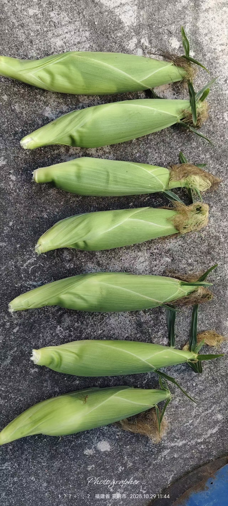 甜糯玉米(白粒)