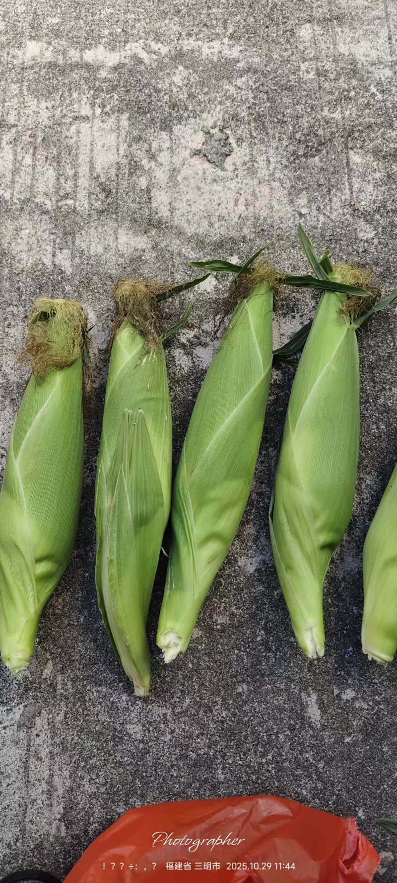 甜糯玉米(白粒)