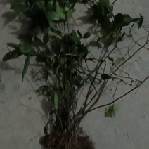 草珊瑚