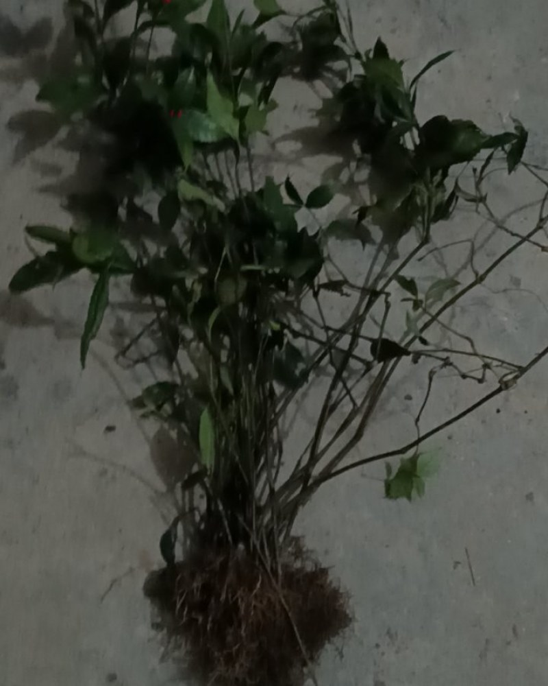 草珊瑚