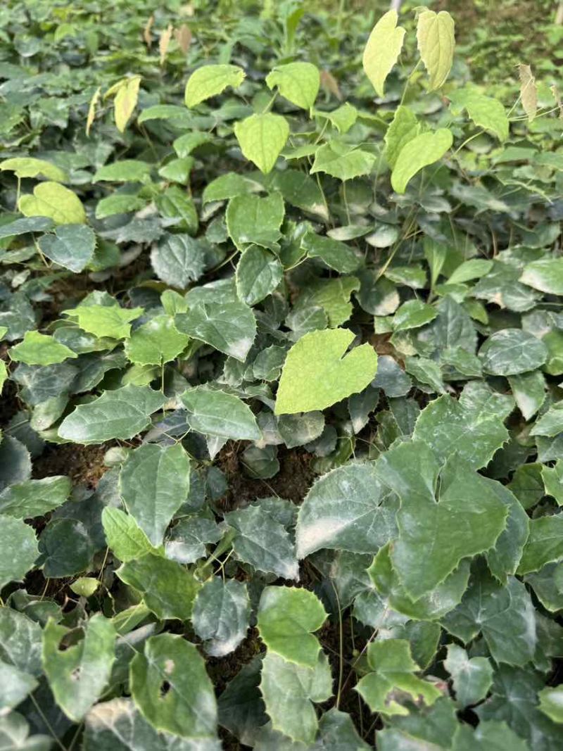 籽育柔毛淫羊藿种苗，基地直发