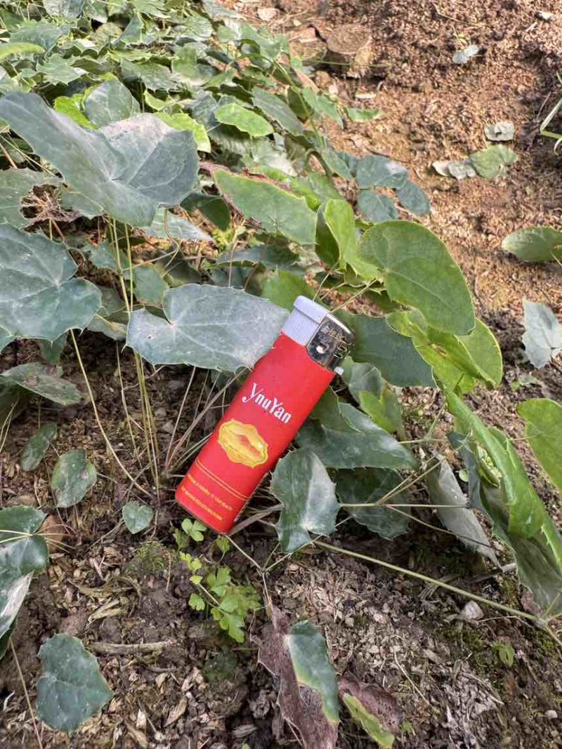 籽育柔毛淫羊藿种苗，基地直发