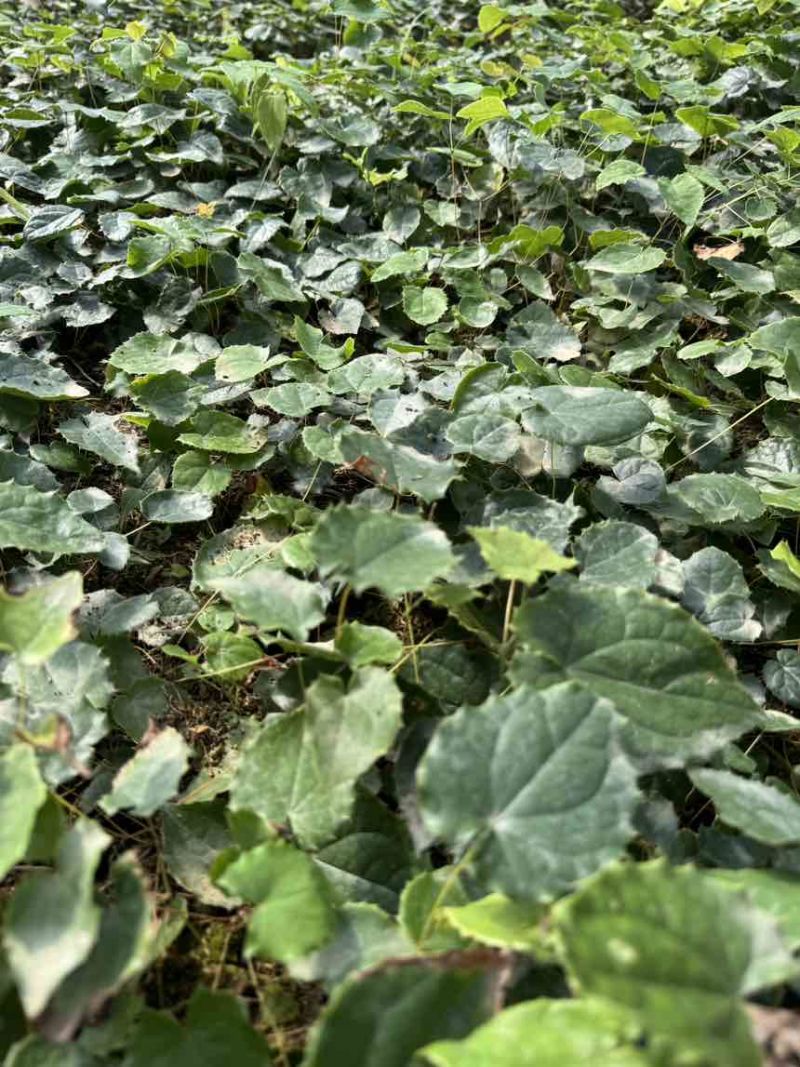 籽育柔毛淫羊藿种苗，基地直发