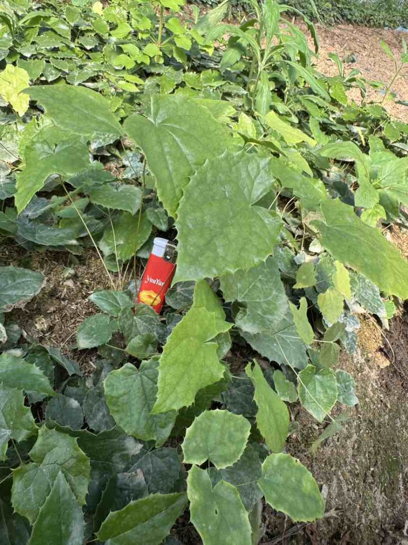 籽育柔毛淫羊藿种苗，基地直发