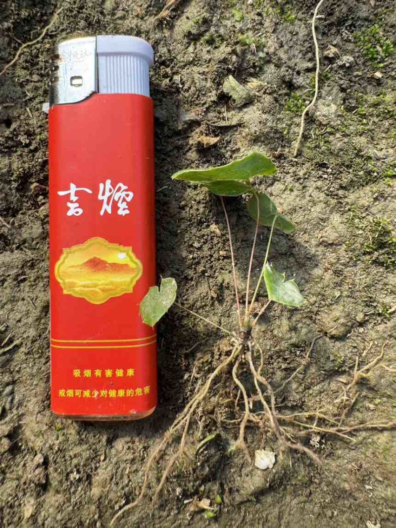 籽育柔毛淫羊藿种苗，基地直发