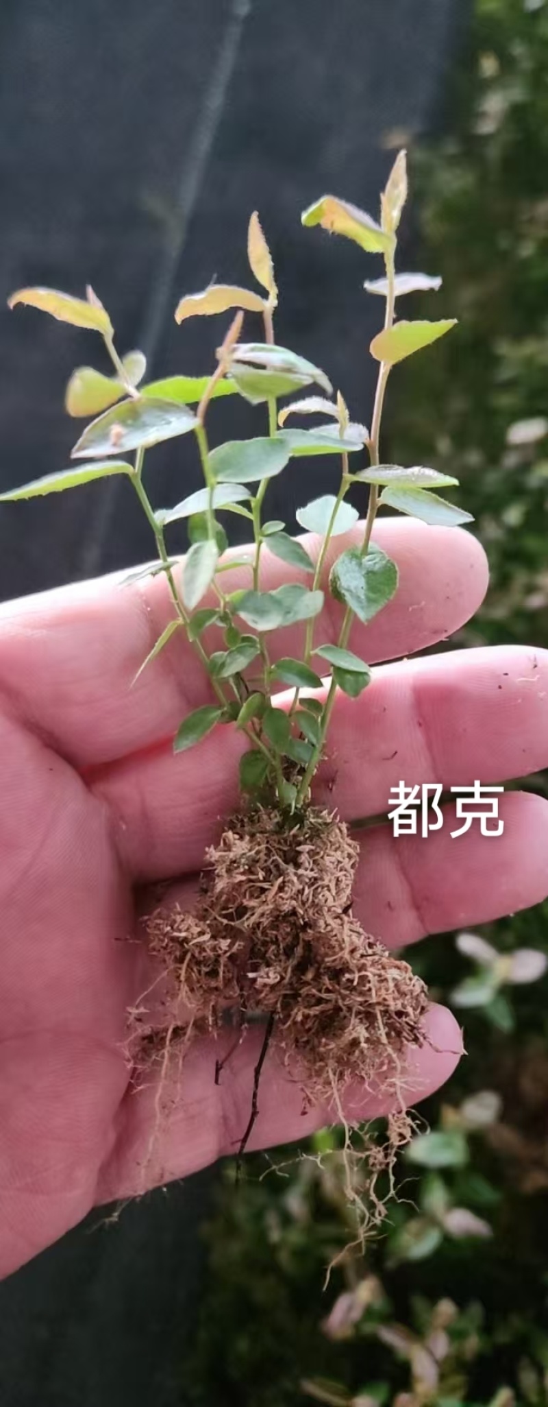 丹东市振安区基地批发智利杜克组培苔藓苗