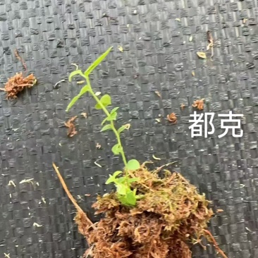 丹东市振安区基地批发智利杜克组培苔藓苗