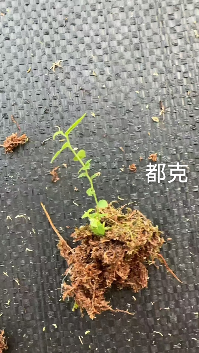 丹东市振安区基地批发智利杜克组培苔藓苗