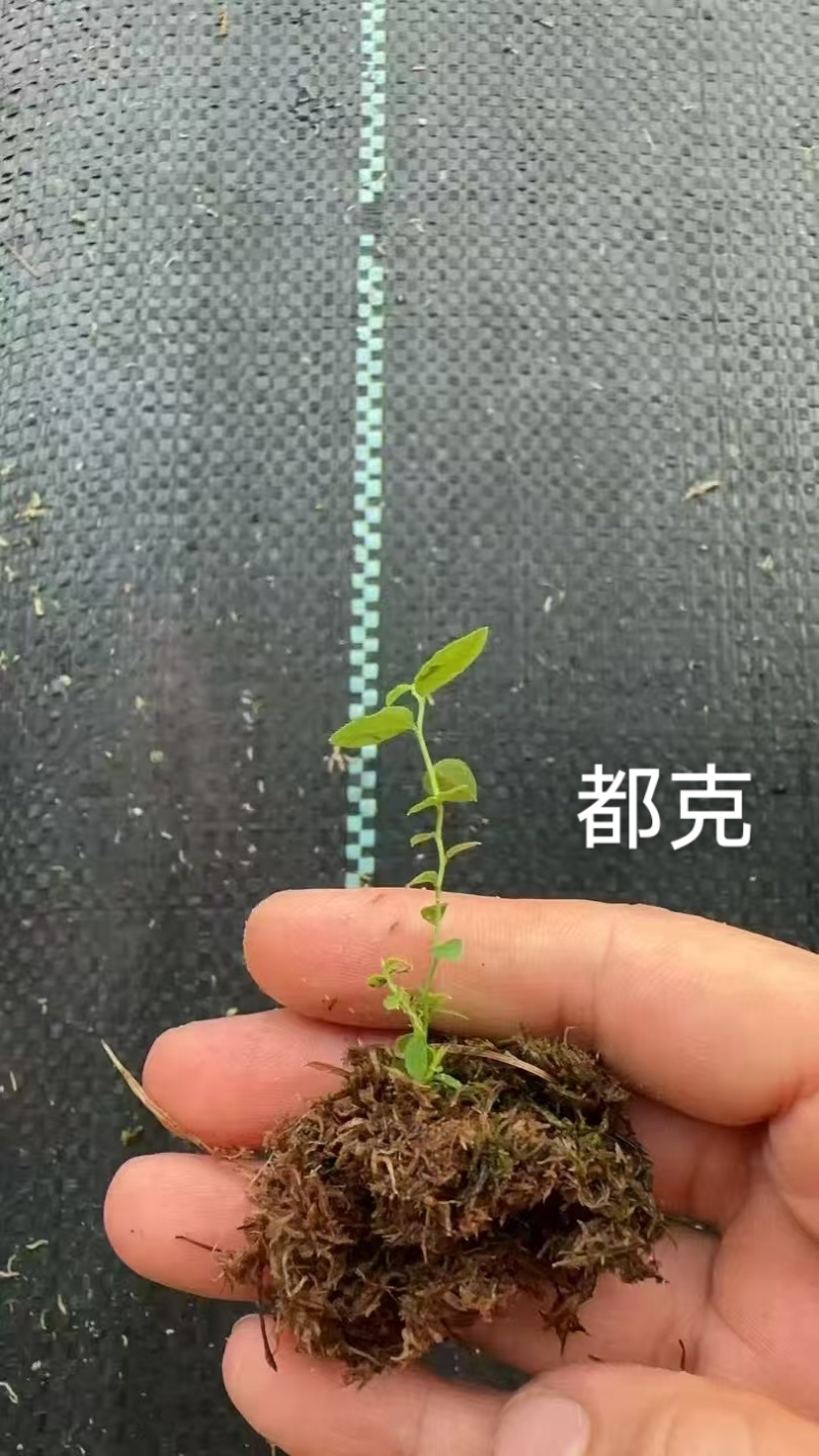 丹东市振安区基地批发智利杜克组培苔藓苗