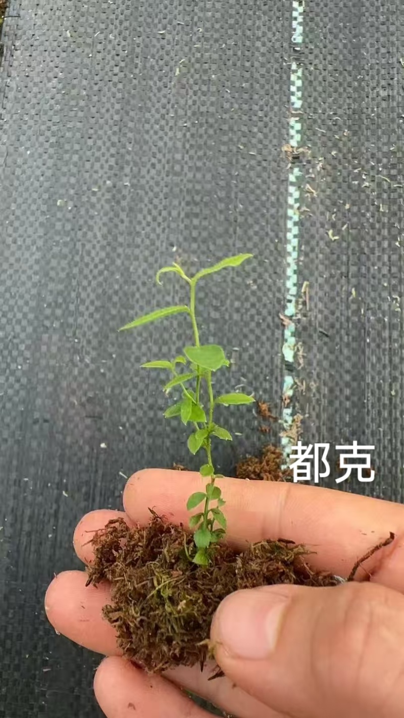 丹东市振安区基地批发智利杜克组培苔藓苗