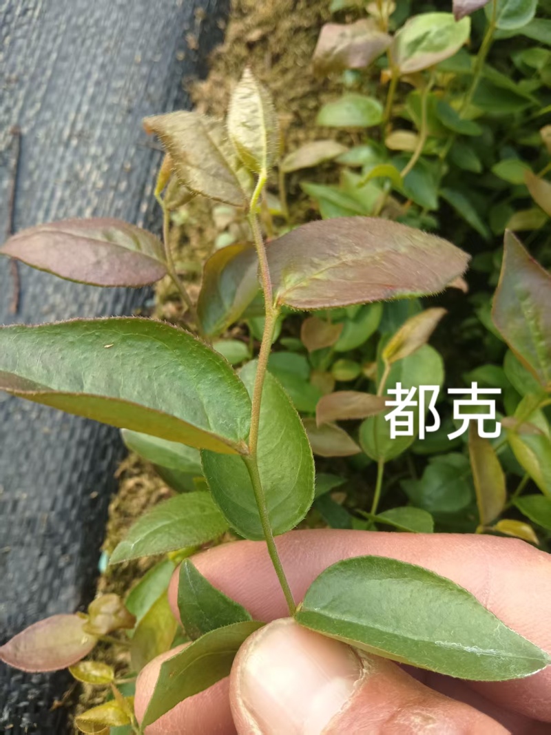丹东市振安区基地批发智利杜克组培苔藓苗