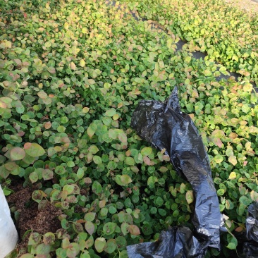 丹东市振安区苗木基地产地直发L11组培苔藓苗