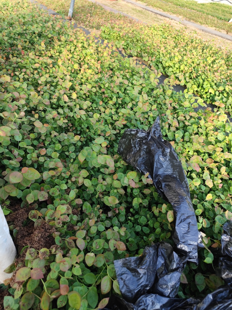 丹东市振安区苗木基地产地直发L11组培苔藓苗