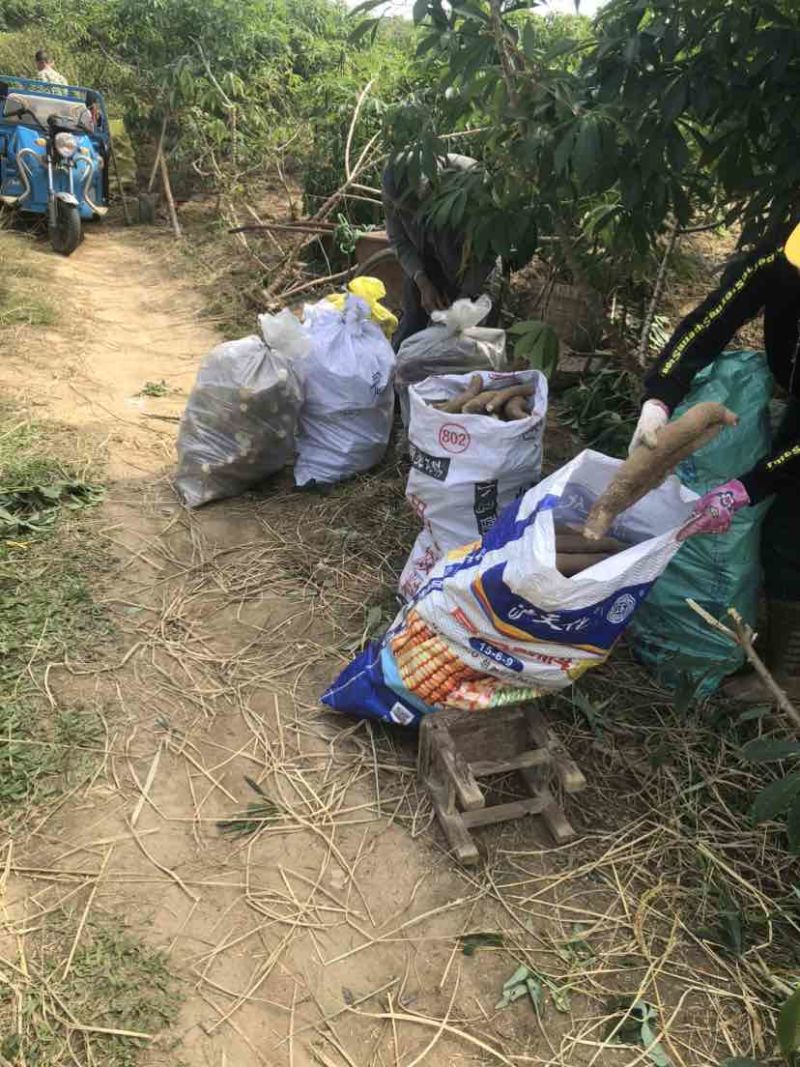 三农产品黄心木薯