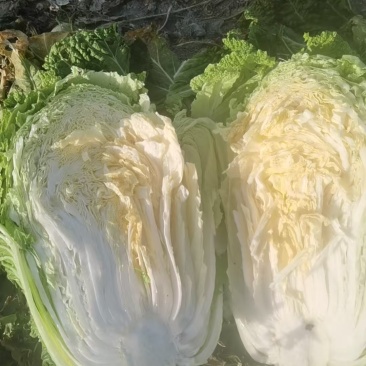 大白菜