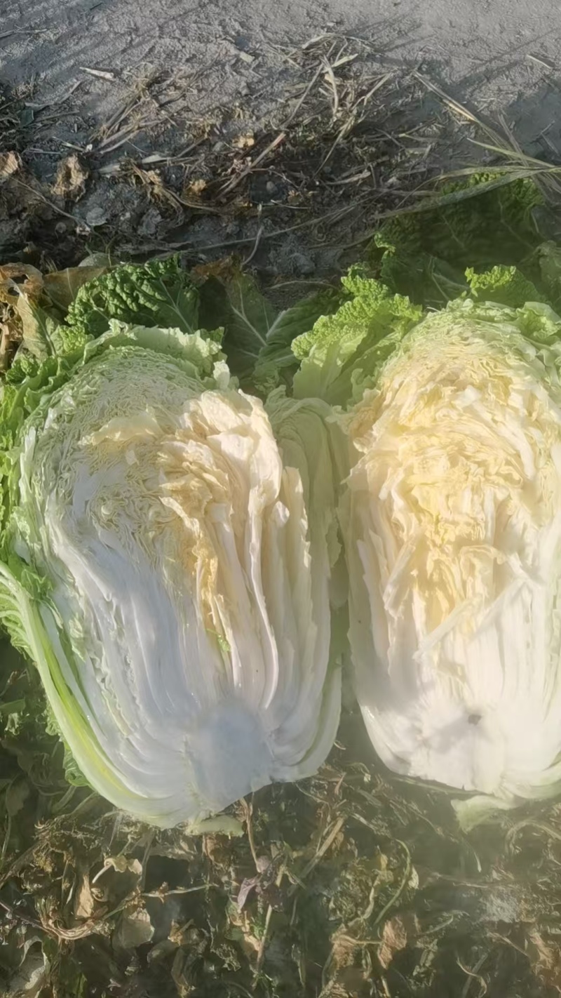 大白菜