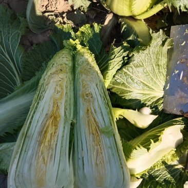 龙牙菜