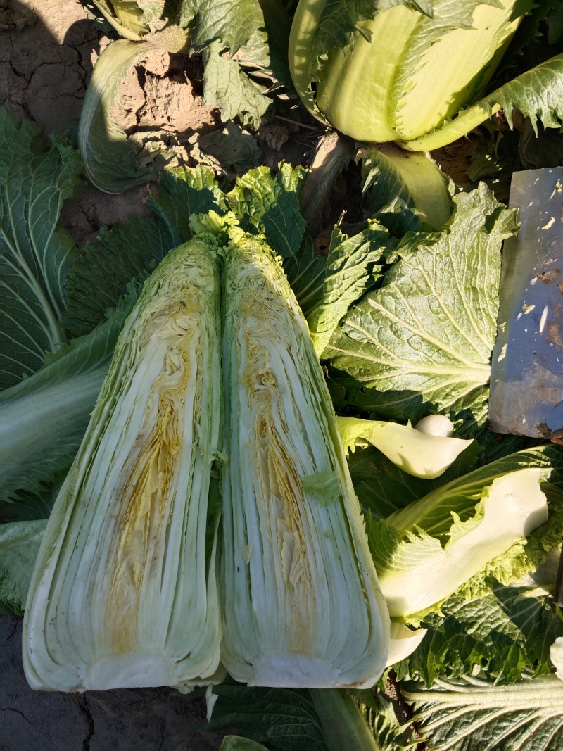 龙牙菜