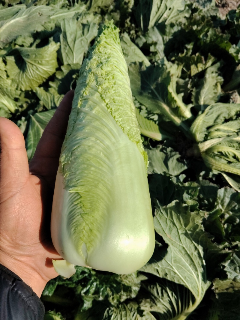 龙牙菜
