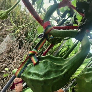 葫芦