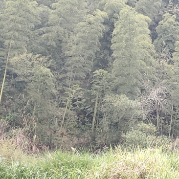 长年出售楠竹