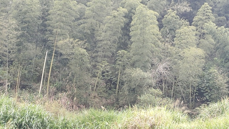 长年出售楠竹