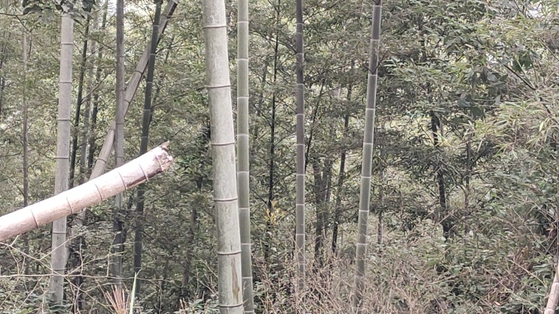 长年出售楠竹