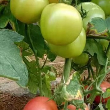 西红柿种植户