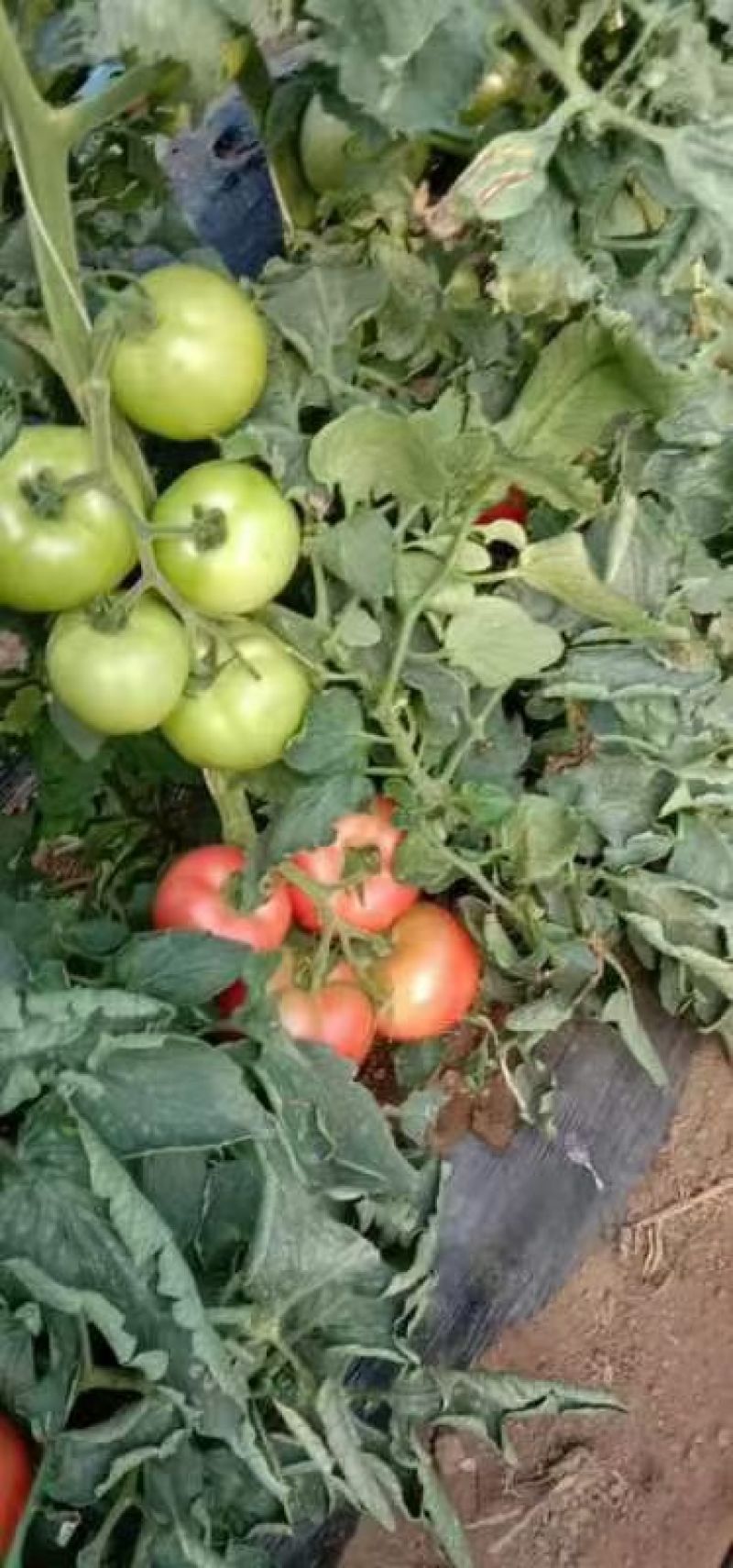 西红柿种植户