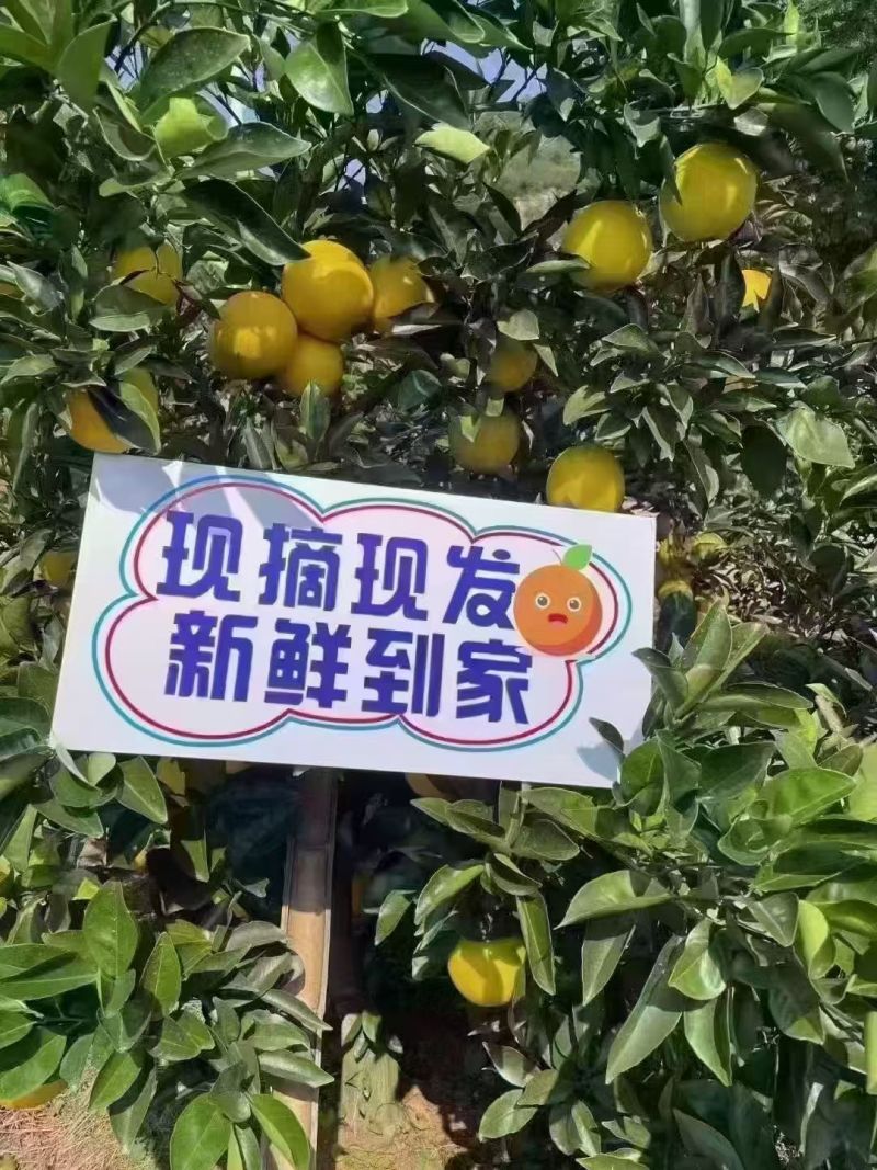 赣南脐橙