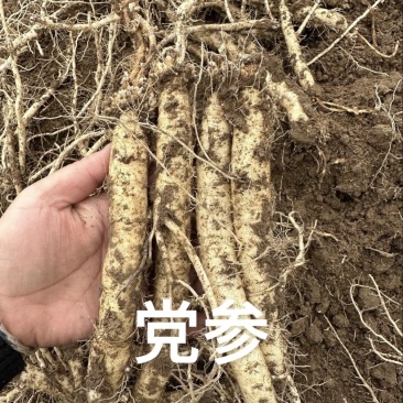 贵州黄党