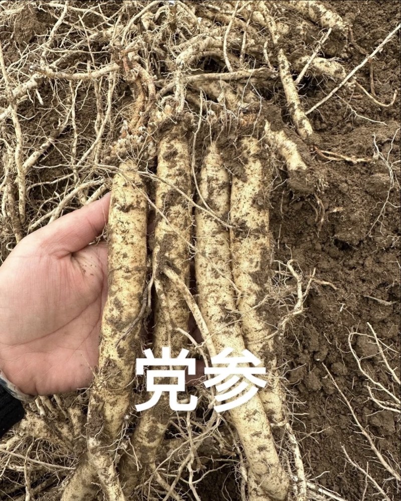 贵州黄党