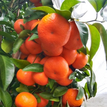 金秋沙糖桔