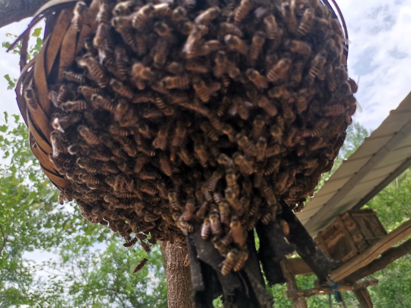 秦岭土蜂蜜