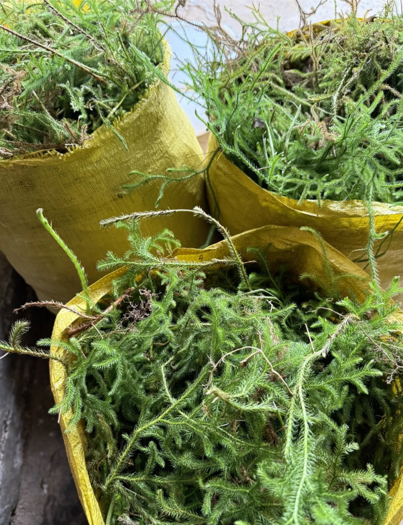 伸筋草