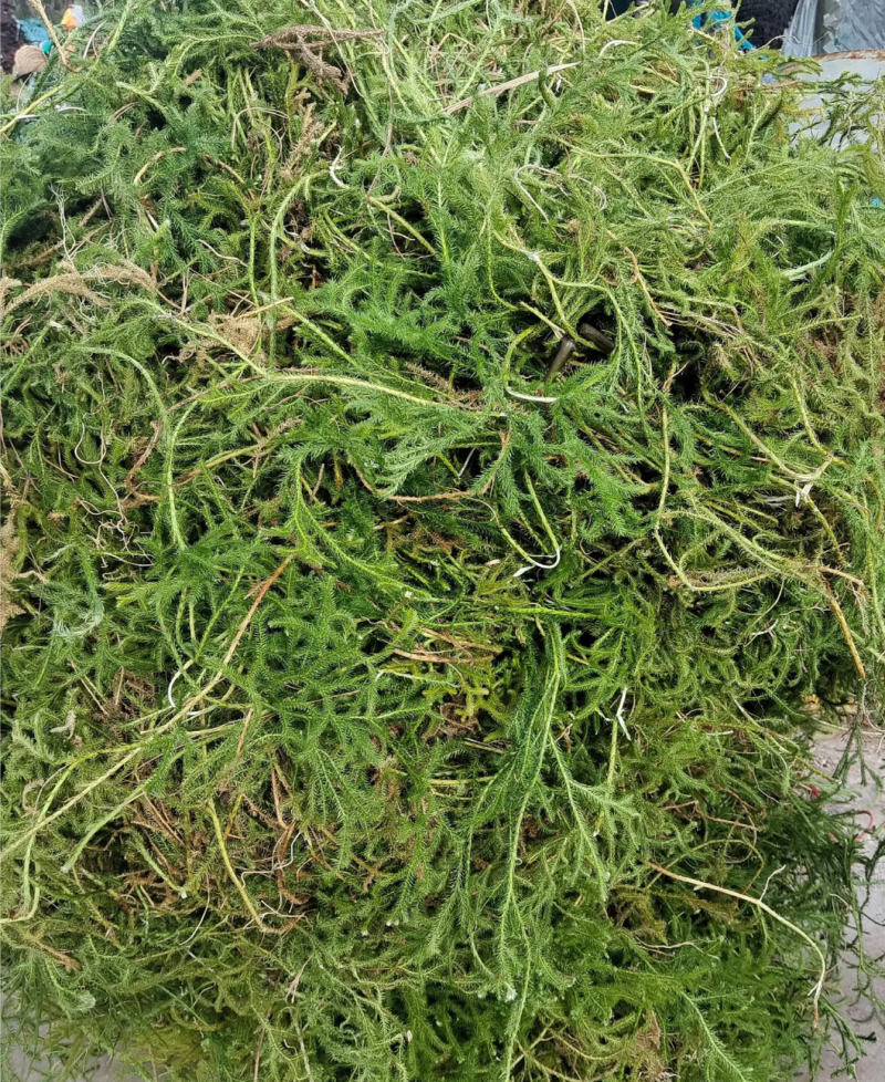 伸筋草