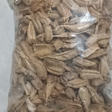 辽宁沈阳地区的野生桑螵蛸