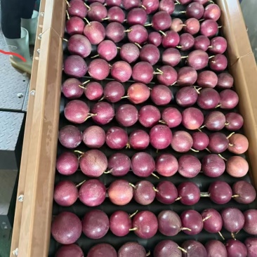 百香果批发