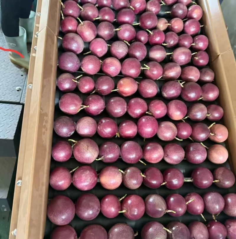 百香果批发