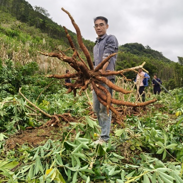 华南9号黄肉木薯