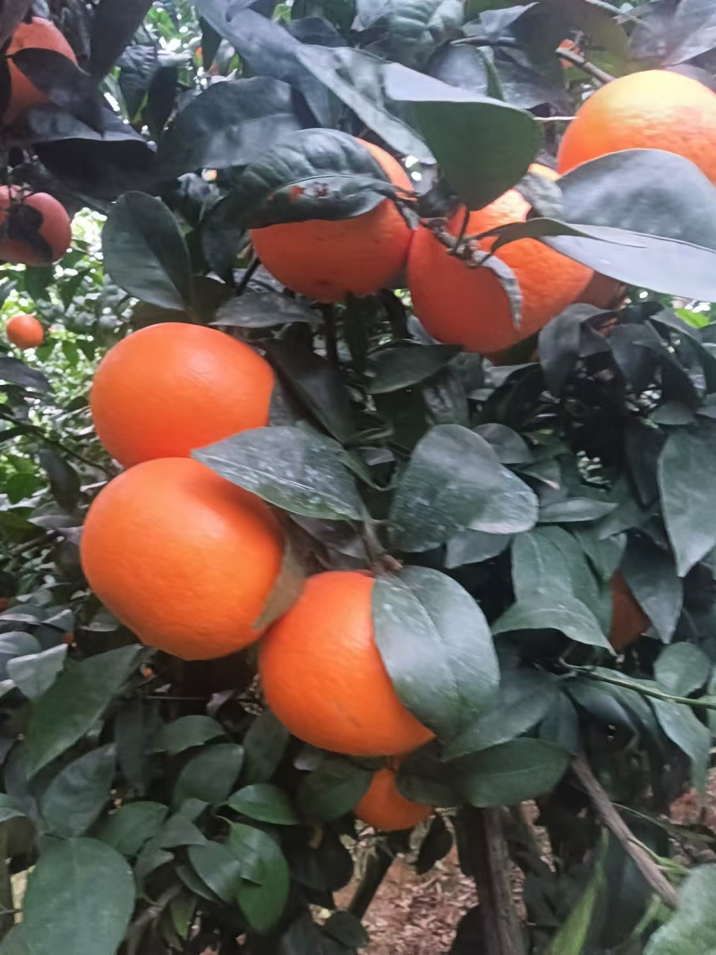 沃柑