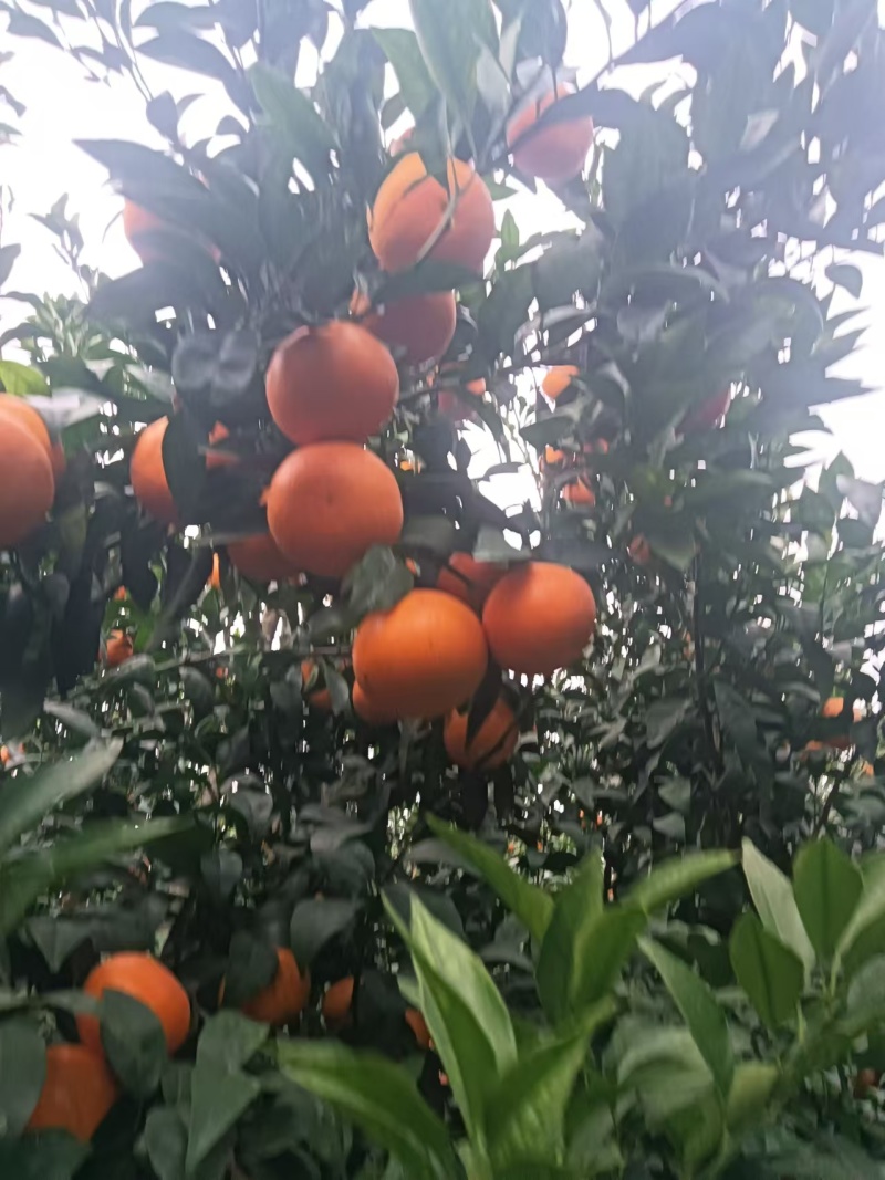 沃柑
