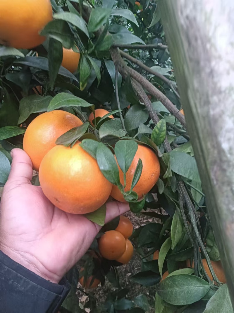 沃柑
