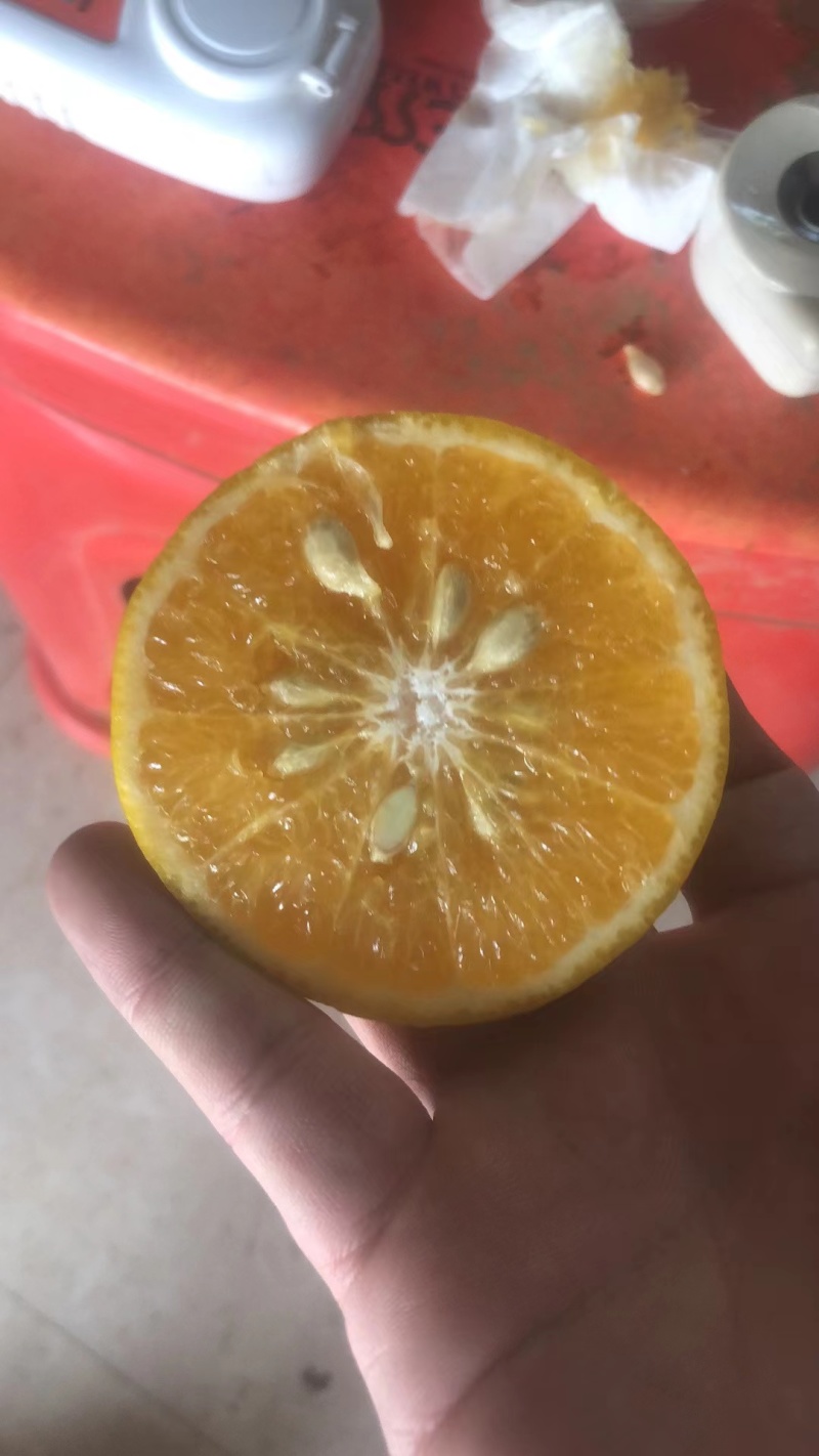 沃柑