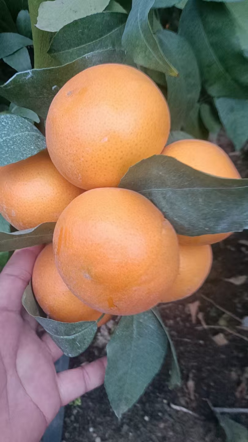 沃柑