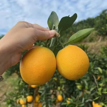 正宗赣南脐橙（精品果