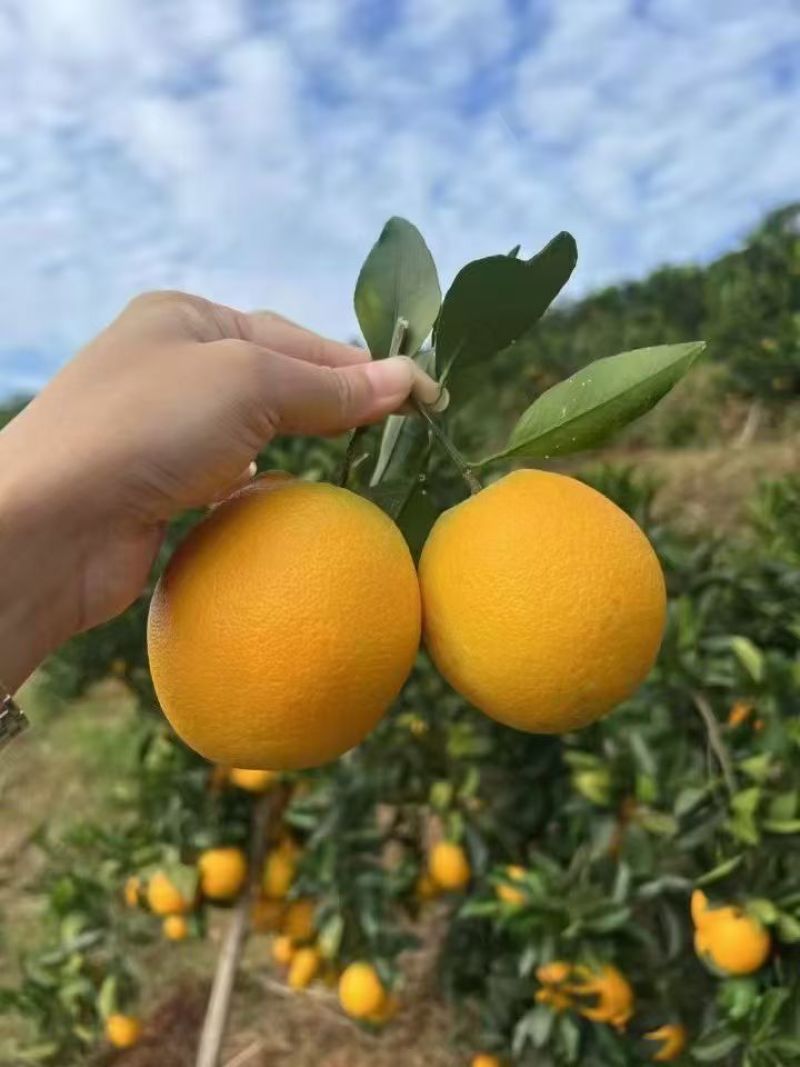 正宗赣南脐橙（精品果