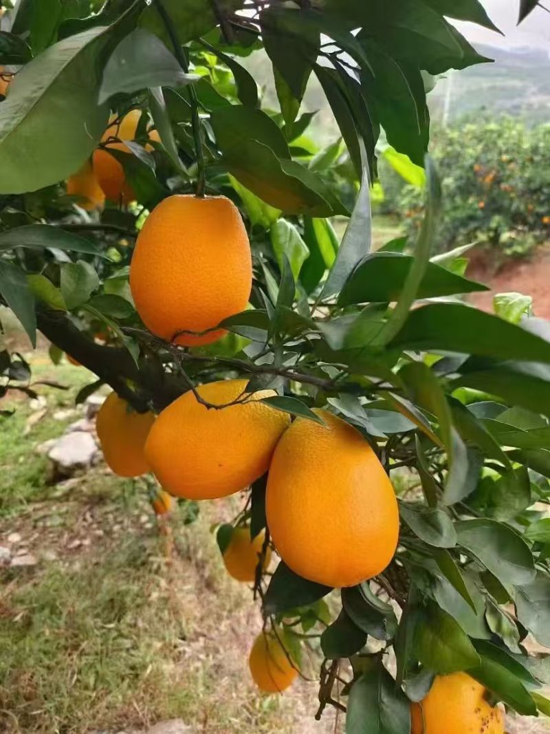 奉节脐橙60起步